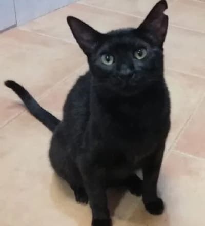 Nisa, zwart female young European Shorthair for adoption at ACE / SHIN (Animal Care Espana)