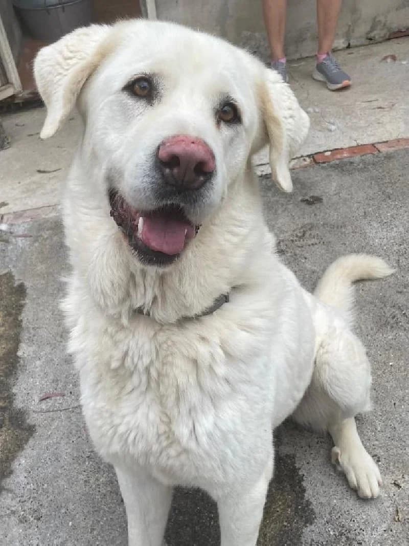 Xena, female 5yo Labrador Retriever for adoption at ACE / SHIN (Animal Care Espana)