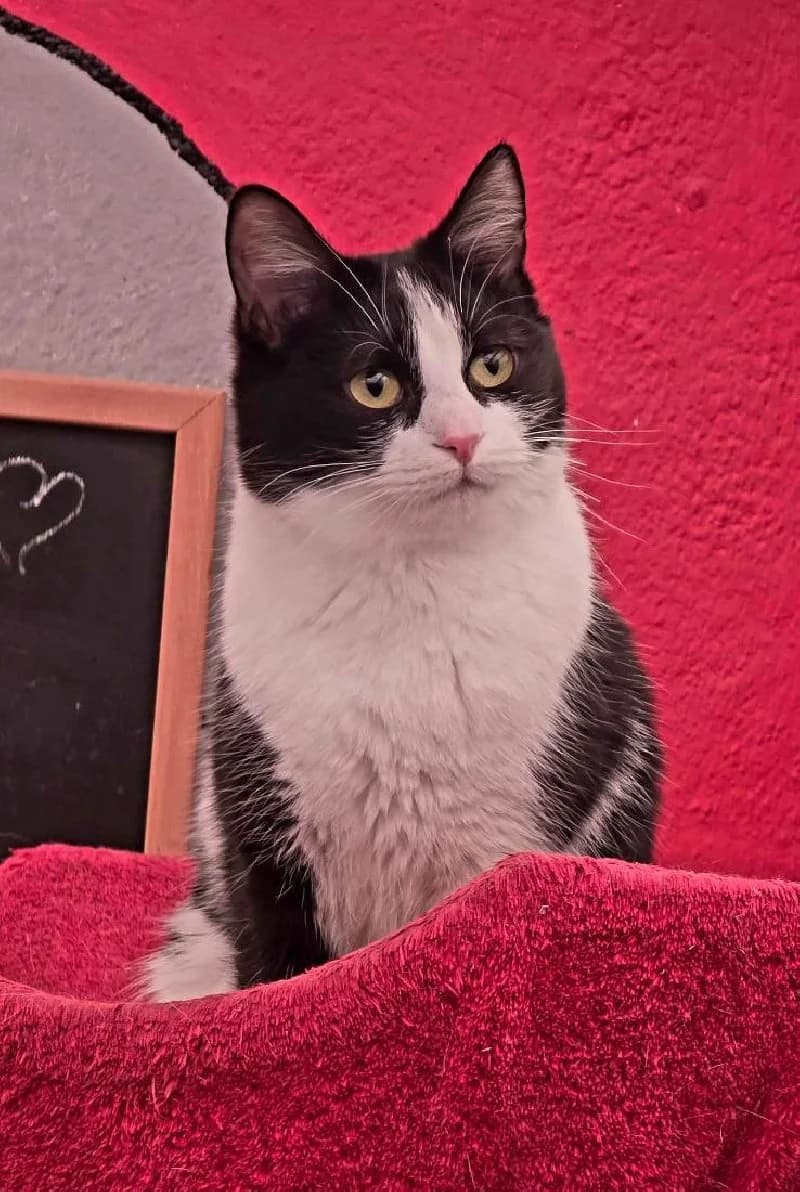 Jaydi, female young European Shorthair for adoption at ACE / SHIN (Animal Care Espana)