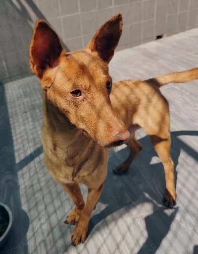 Flaco, male 7yo Podenco for adoption at ACE / SHIN (Animal Care Espana)