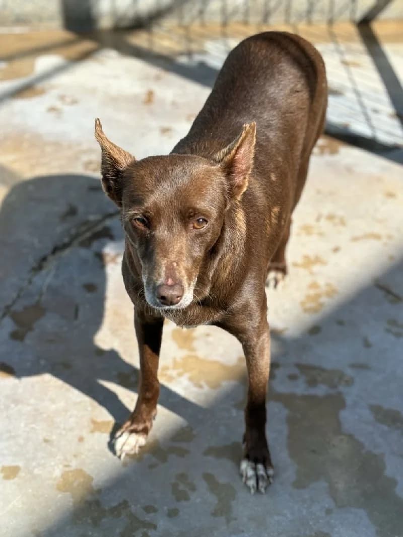 Morenia, female young Podenco for adoption at ACE / SHIN (Animal Care Espana)
