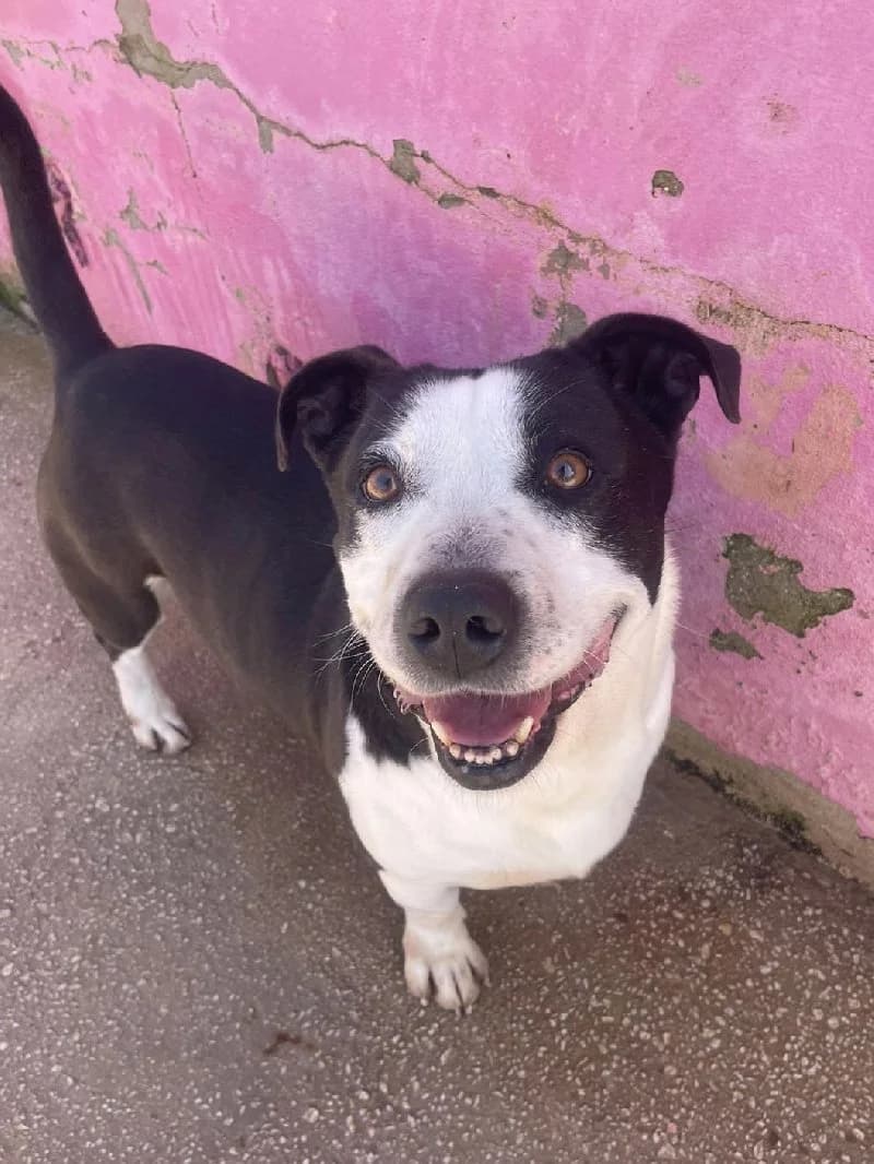 Kadee, male 3yo American Staffordshire Terrier for adoption at ACE / SHIN (Animal Care Espana)