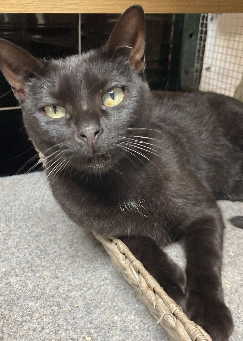 Sarahita, female 3yo European Shorthair for adoption at ACE / SHIN (Animal Care Espana)