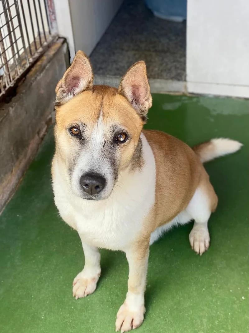 Fons, male 3yo mixed breed for adoption at ACE / SHIN (Animal Care Espana)