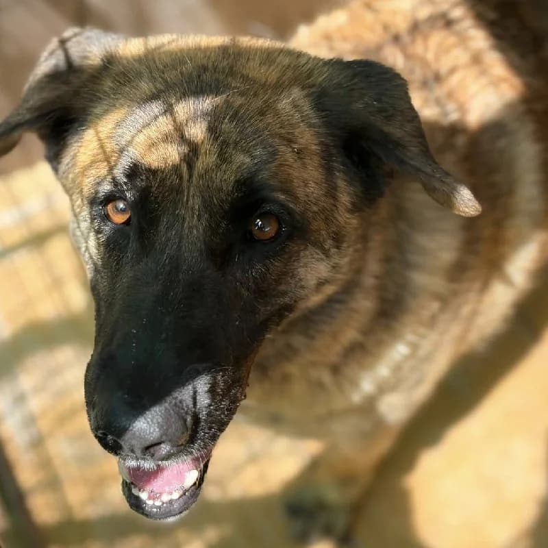 Belladonna, female 5yo Spanish Mastiff for adoption at ACE / SHIN (Animal Care Espana)