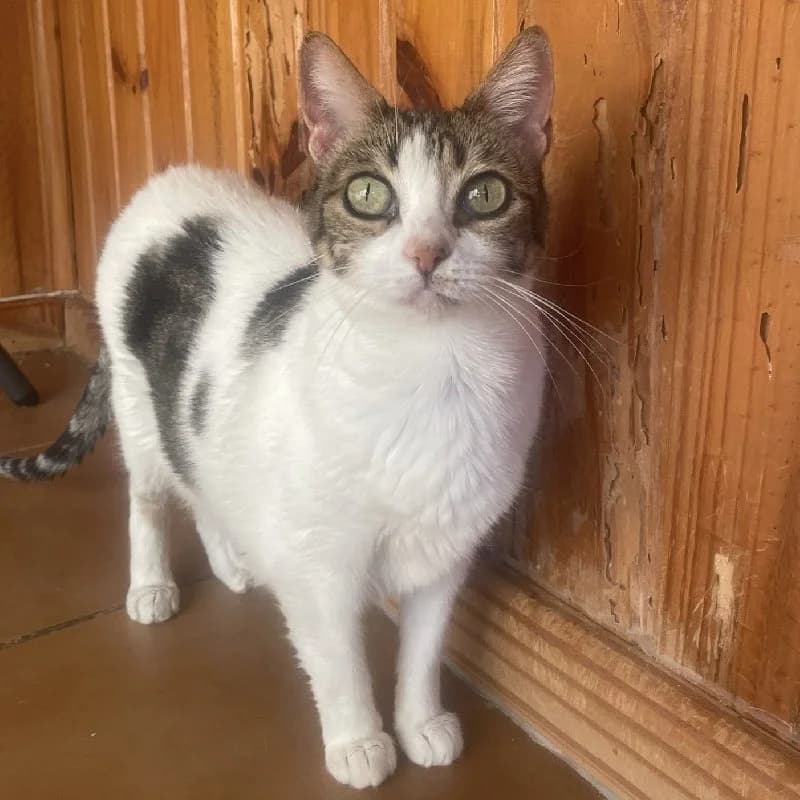 Brenda, female senior European Shorthair for adoption at ACE / SHIN (Animal Care Espana)
