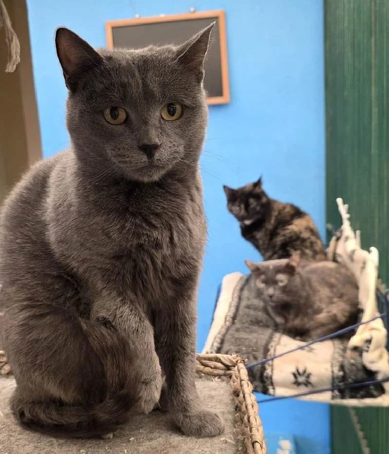 Amourette, female young European Shorthair for adoption at ACE / SHIN (Animal Care Espana)