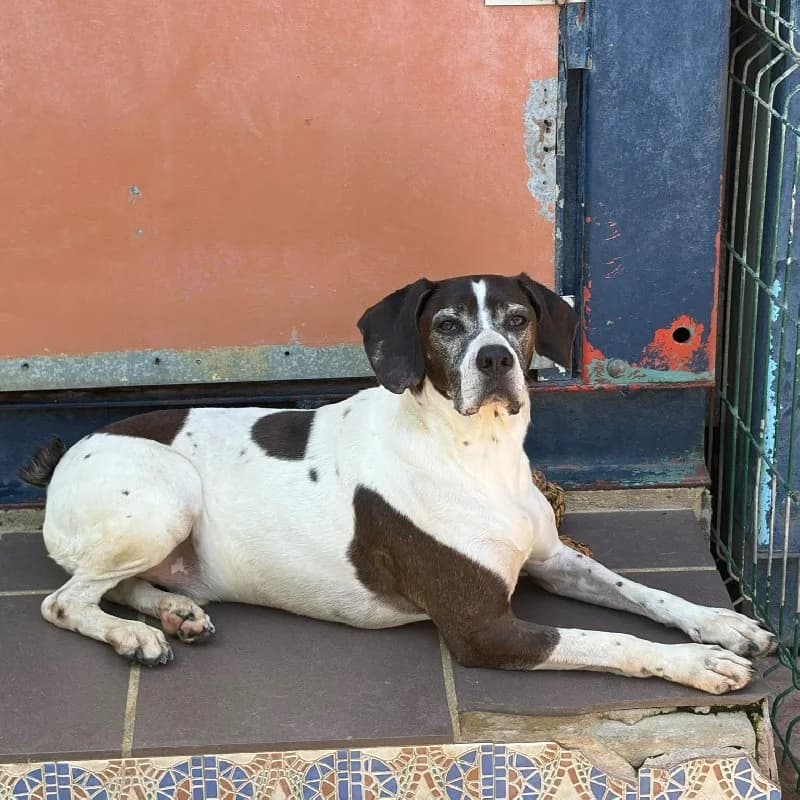 Kiko, male 6yo Pointer for adoption at ACE / SHIN (Animal Care Espana)