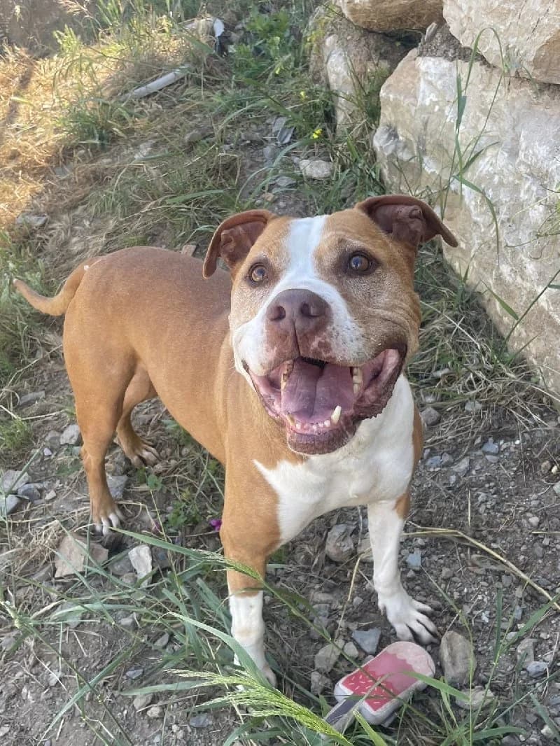 Dax, male senior Pit Bull Terrier for adoption at ACE / SHIN (Animal Care Espana)
