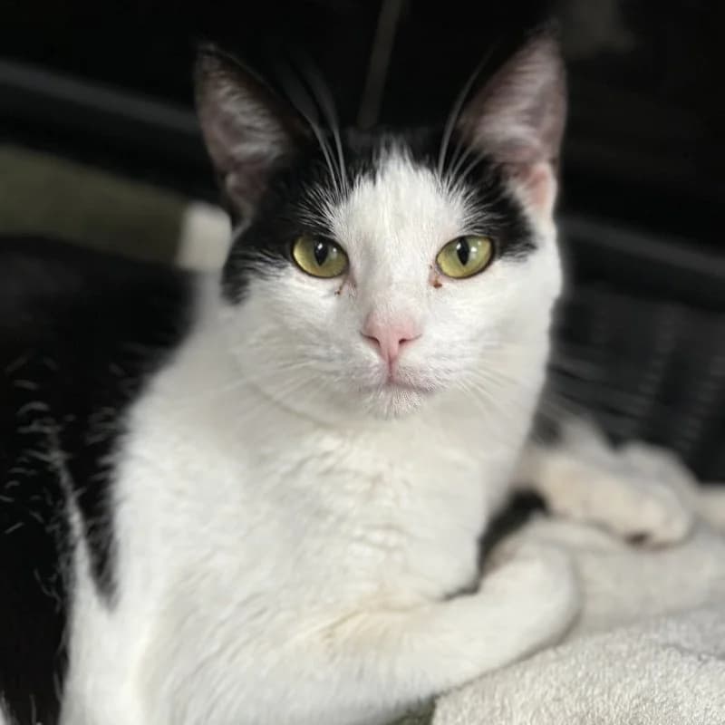 Spikey, male young European Shorthair for adoption at ACE / SHIN (Animal Care Espana)