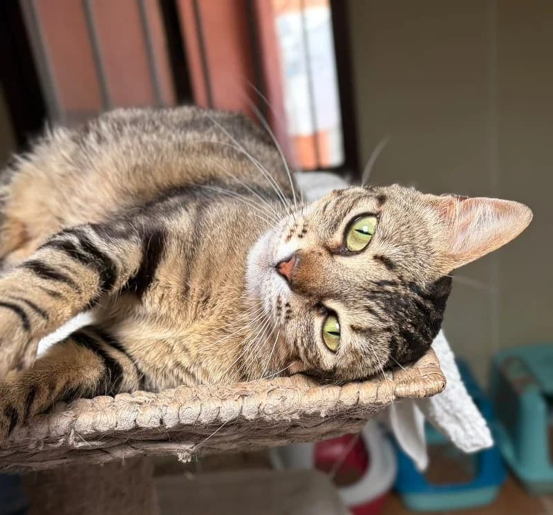 Margaret Scratcher, female young European Shorthair for adoption at ACE / SHIN (Animal Care Espana)