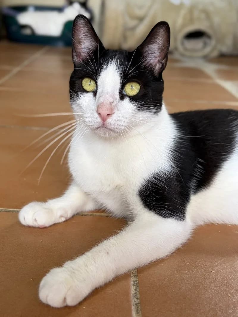 Corni, male young European Shorthair for adoption at ACE / SHIN (Animal Care Espana)
