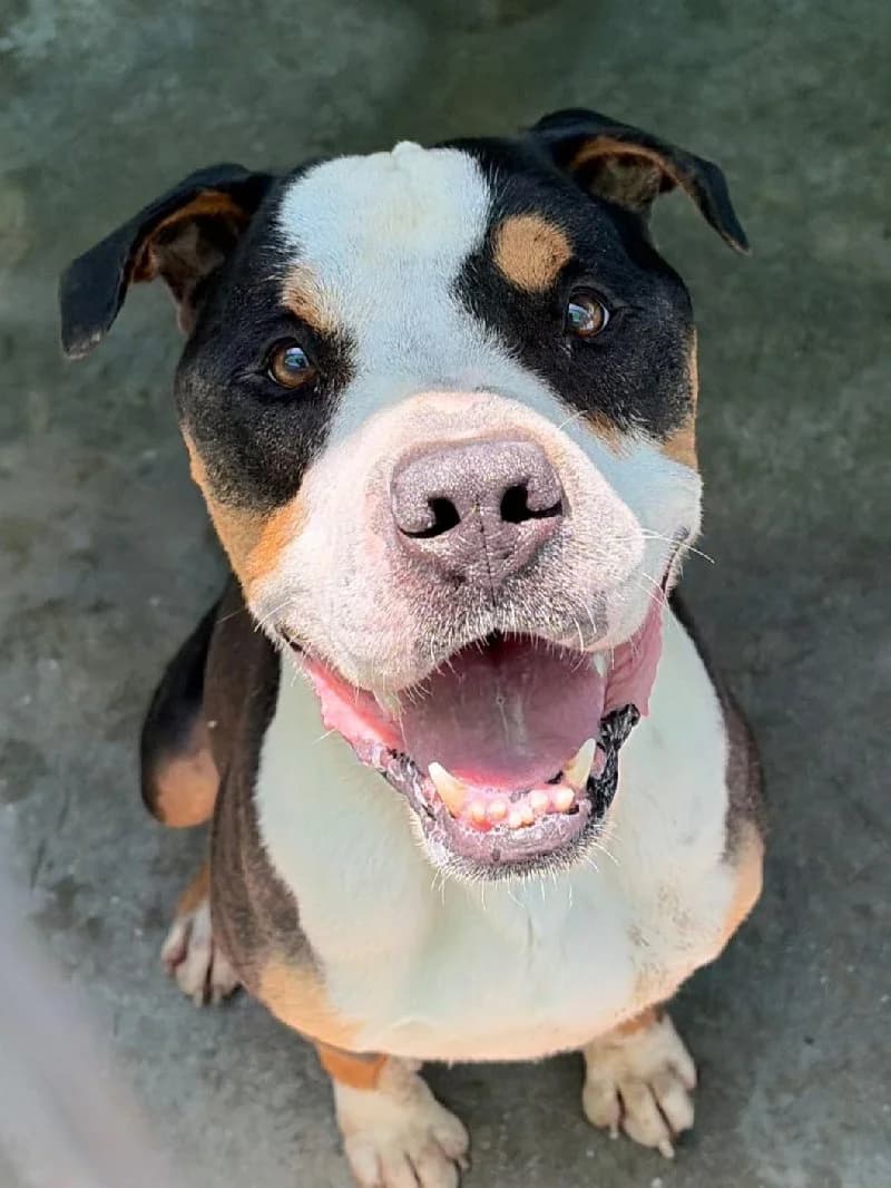 Tank, male 6yo American Staffordshire Terrier for adoption at ACE / SHIN (Animal Care Espana)