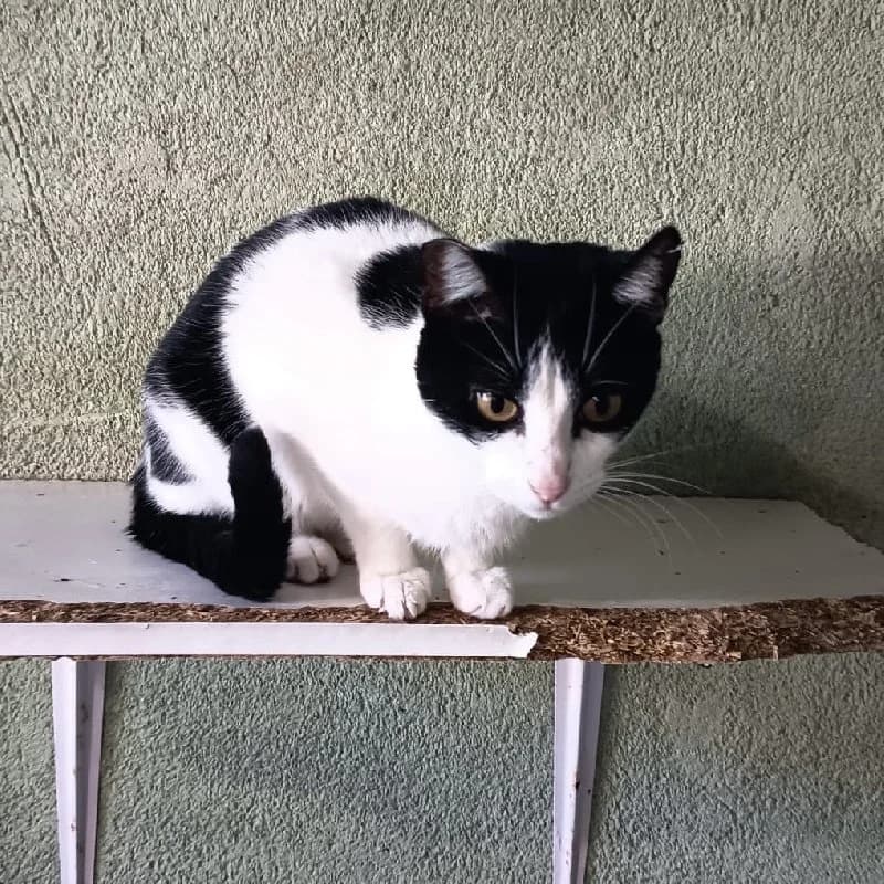 Motita, female 3yo European Shorthair for adoption at ACE / SHIN (Animal Care Espana)
