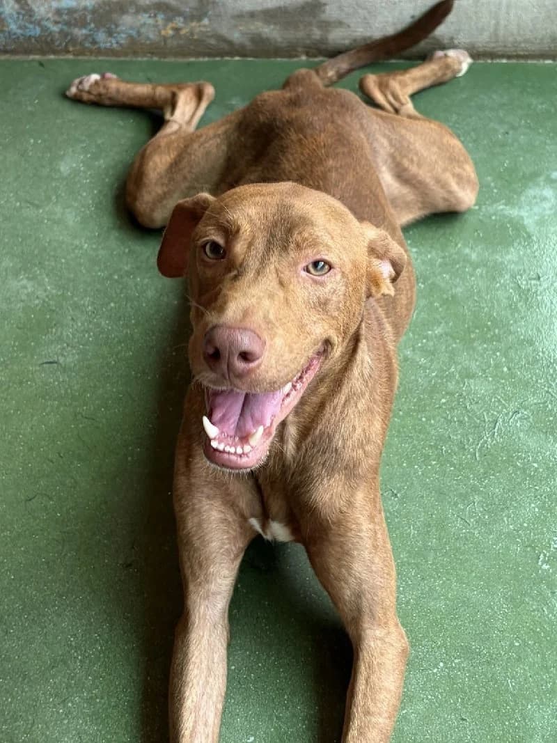 Pikko, male young mixed breed for adoption at ACE / SHIN (Animal Care Espana)