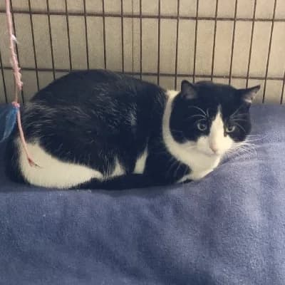 Salvo, male young European Shorthair for adoption at ACE / SHIN (Animal Care Espana)