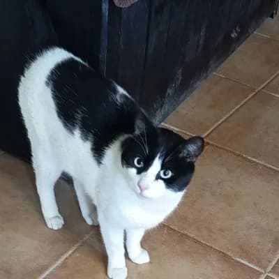 Denis, male 3yo European Shorthair for adoption at ACE / SHIN (Animal Care Espana)