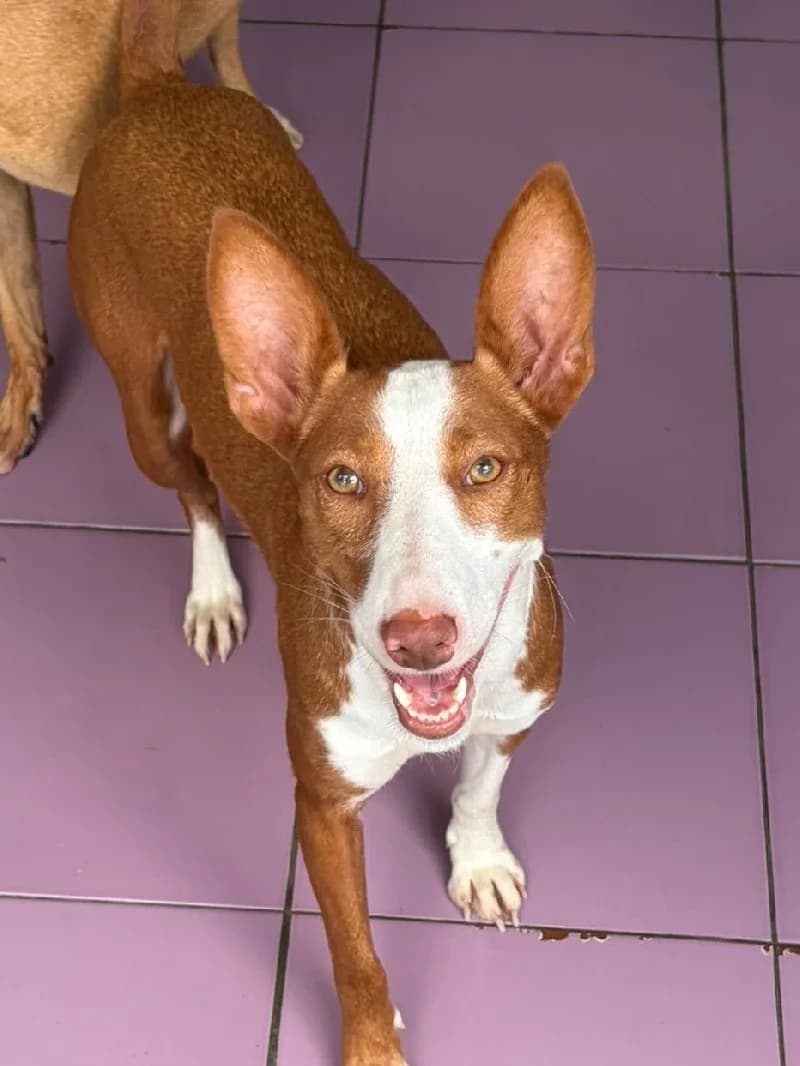 Puchi, female young Podenco for adoption at ACE / SHIN (Animal Care Espana)