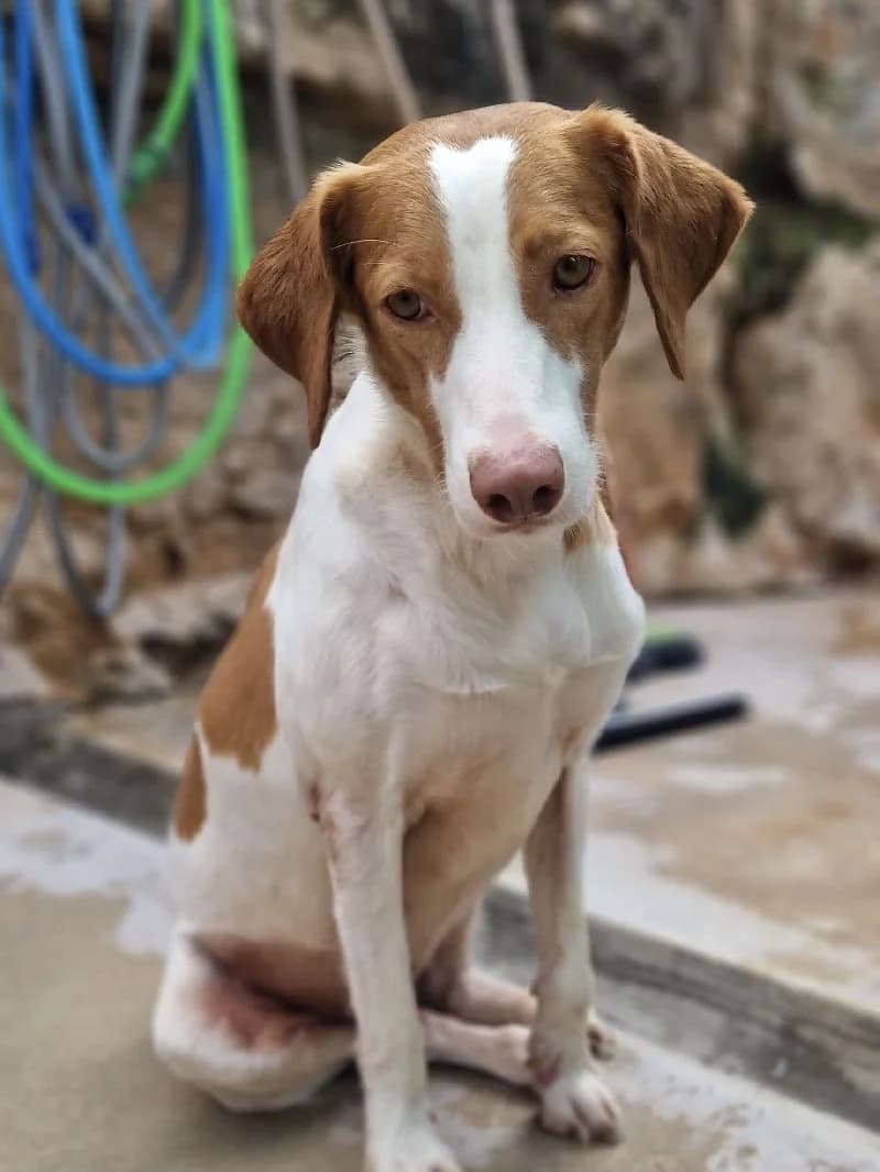 Paloma, female young Podenco for adoption at ACE / SHIN (Animal Care Espana)