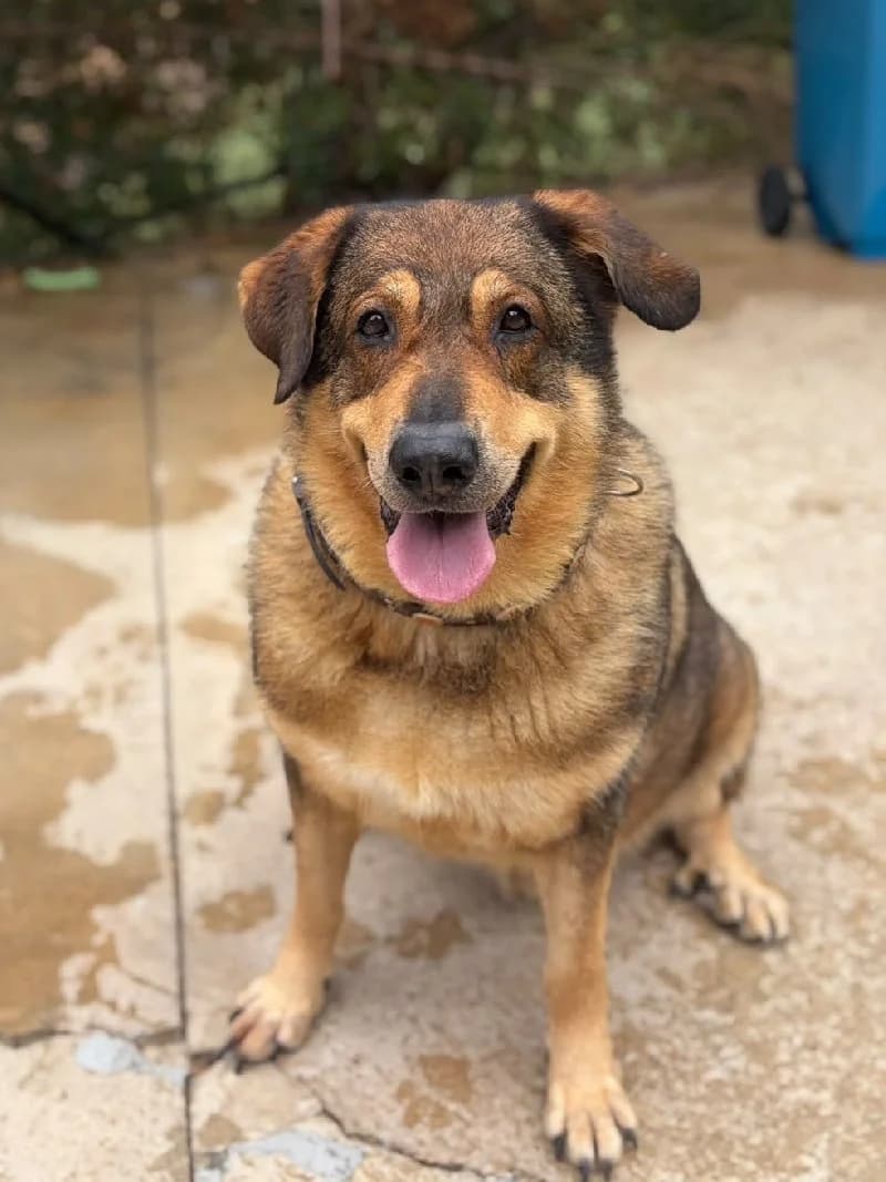 Chico, male senior Spanish Mastiff for adoption at ACE / SHIN (Animal Care Espana)