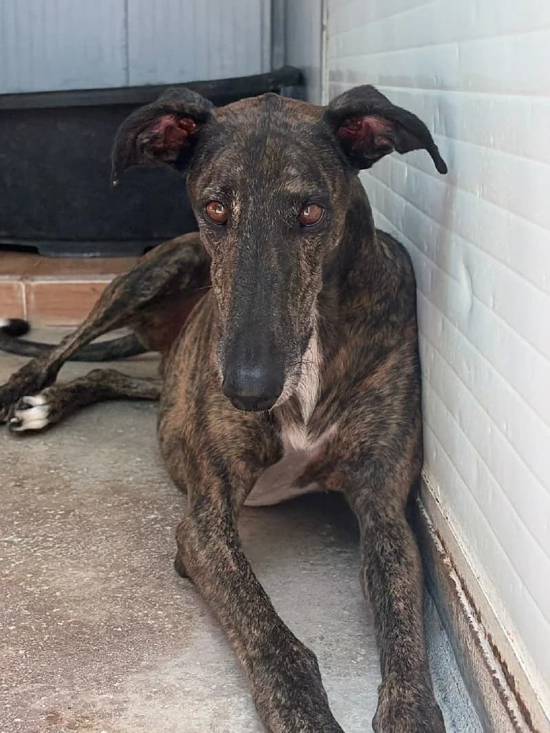 Noël, male 4yo Galgo Español for adoption at ACE / SHIN (Animal Care Espana)