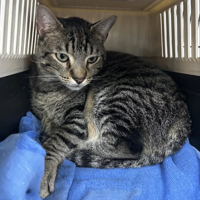 Broncas, male 3yo European Shorthair for adoption at ACE / SHIN (Animal Care Espana)