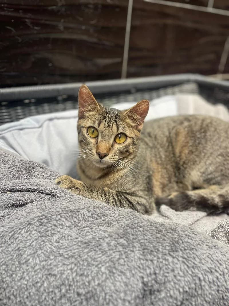 Flirt, male young European Shorthair for adoption at ACE / SHIN (Animal Care Espana)