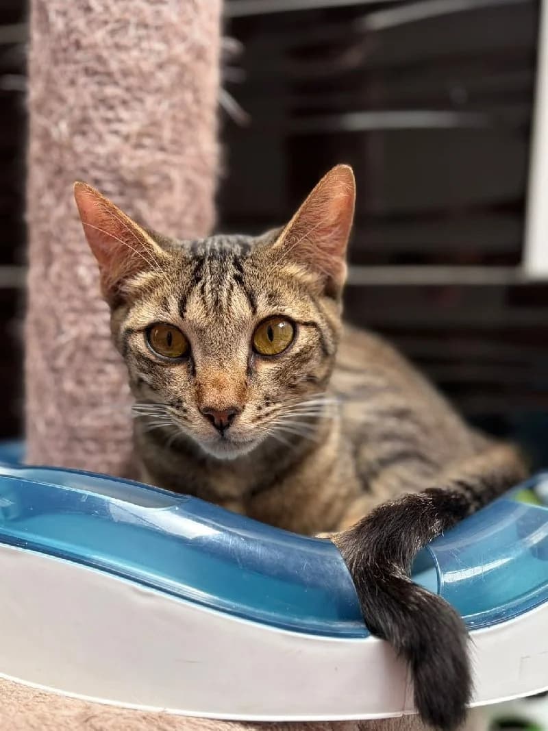 Cupidon, male young European Shorthair for adoption at ACE / SHIN (Animal Care Espana)
