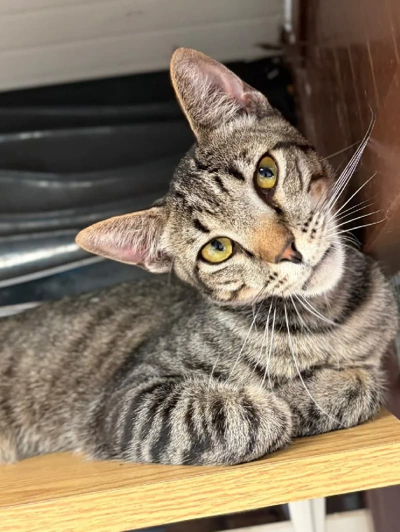 Eros, male young European Shorthair for adoption at ACE / SHIN (Animal Care Espana)