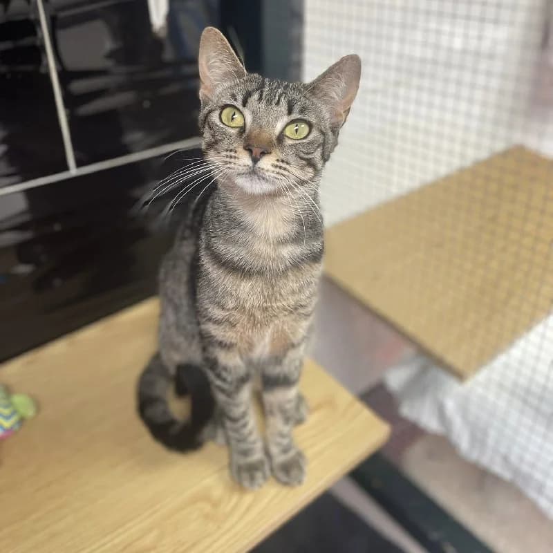 Romance, female young European Shorthair for adoption at ACE / SHIN (Animal Care Espana)