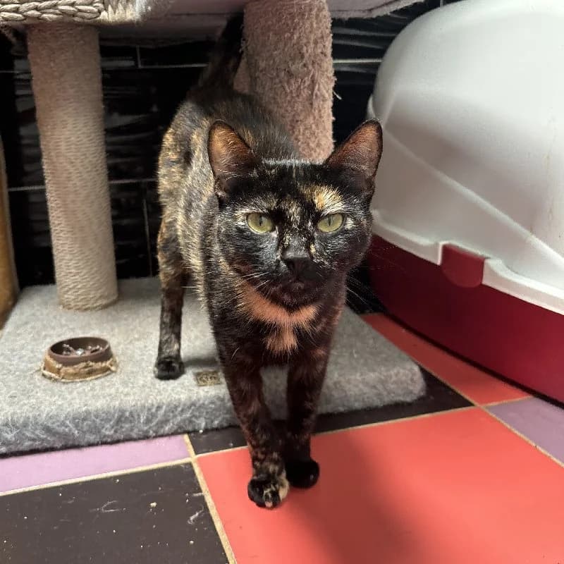 Galoma, female young European Shorthair for adoption at ACE / SHIN (Animal Care Espana)