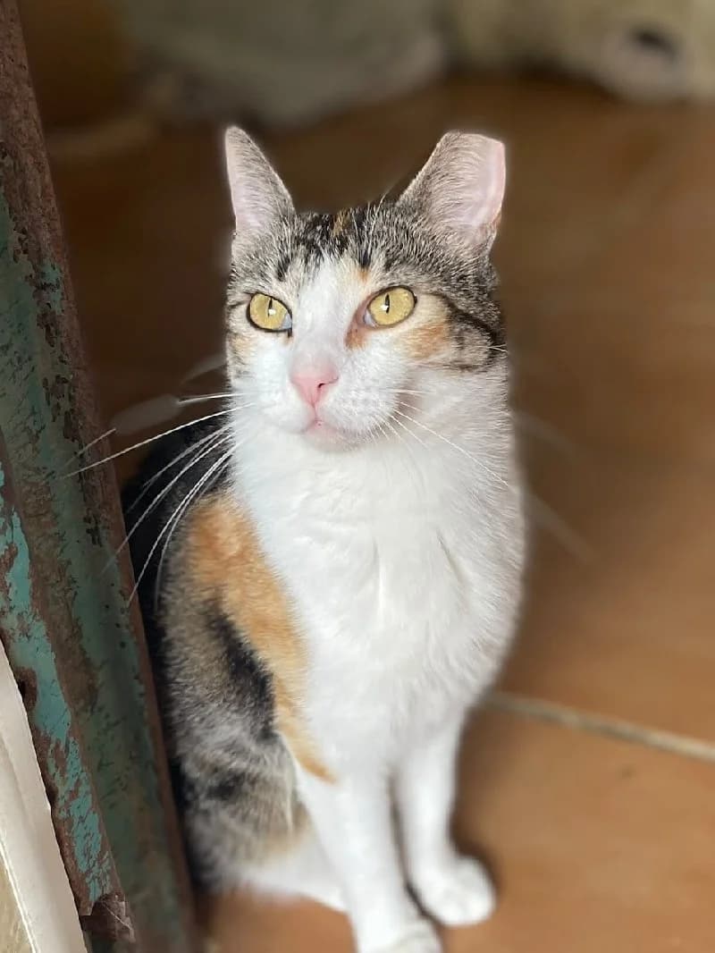 Moni, female 3yo European Shorthair for adoption at ACE / SHIN (Animal Care Espana)