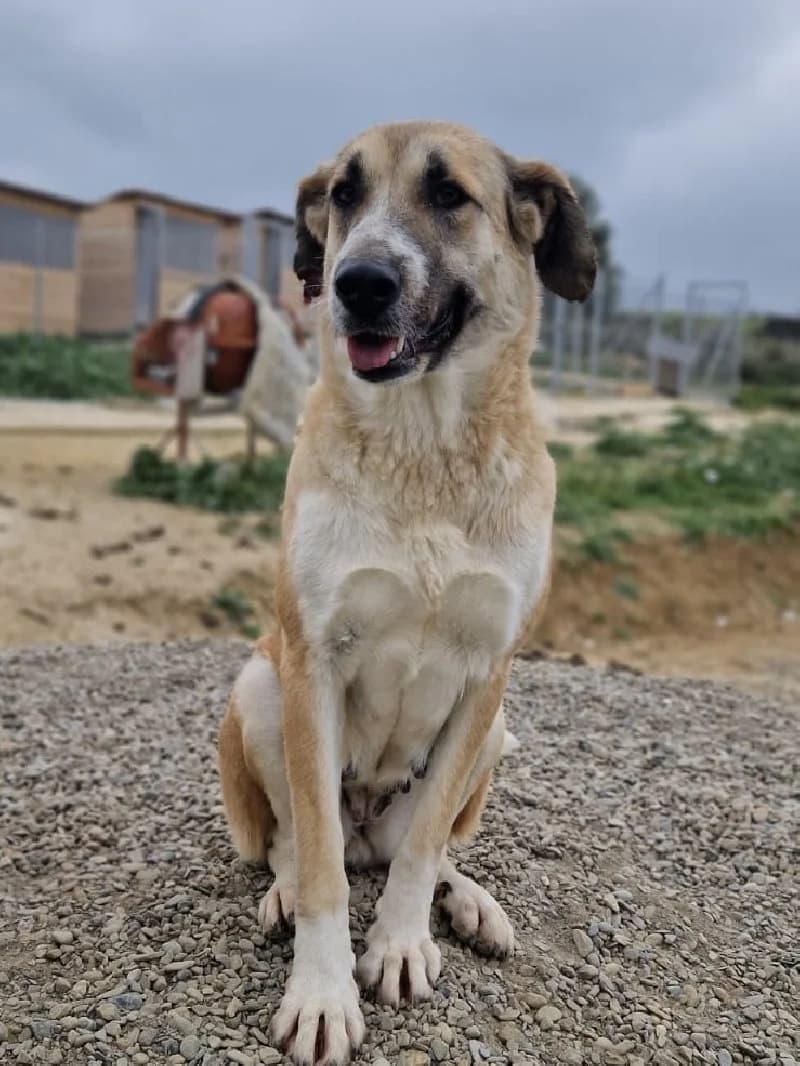 Martina, female 3yo Spanish Mastiff for adoption at ACE / SHIN (Animal Care Espana)