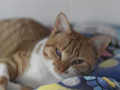 Grace, female young European Shorthair for adoption at ACE / SHIN (Animal Care Espana)
