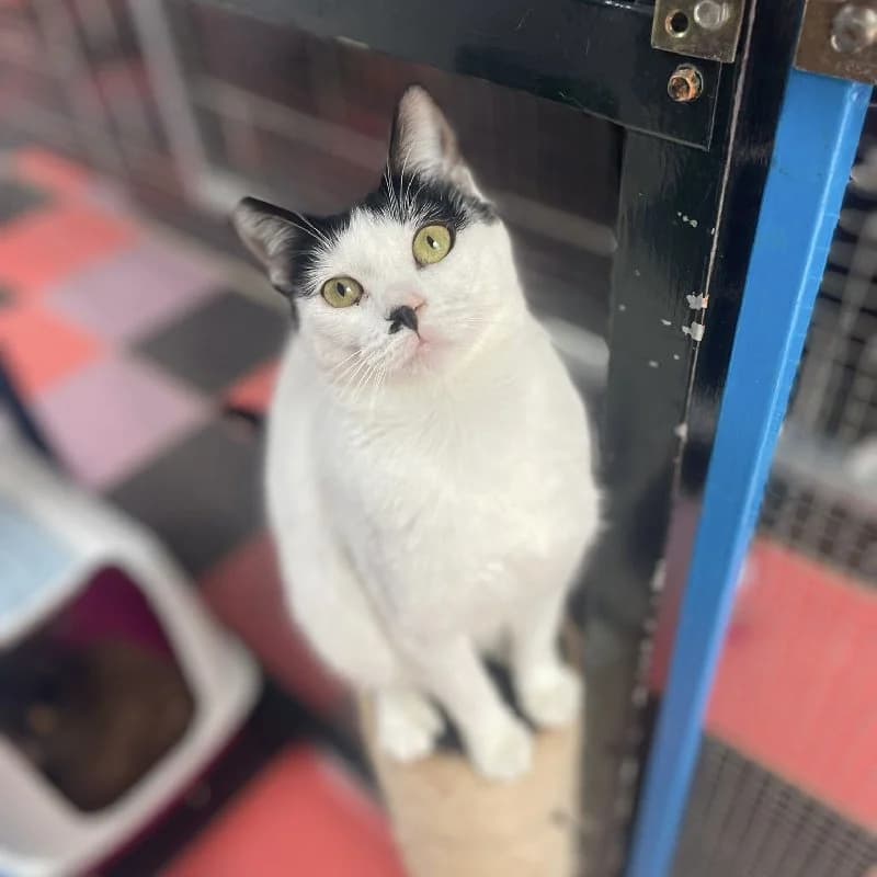 Bimbu, female young European Shorthair for adoption at ACE / SHIN (Animal Care Espana)