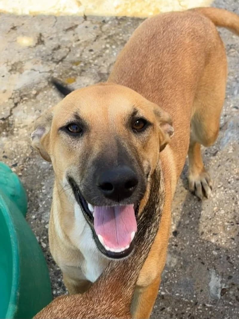 Blossom, female puppy mixed breed for adoption at ACE / SHIN (Animal Care Espana)