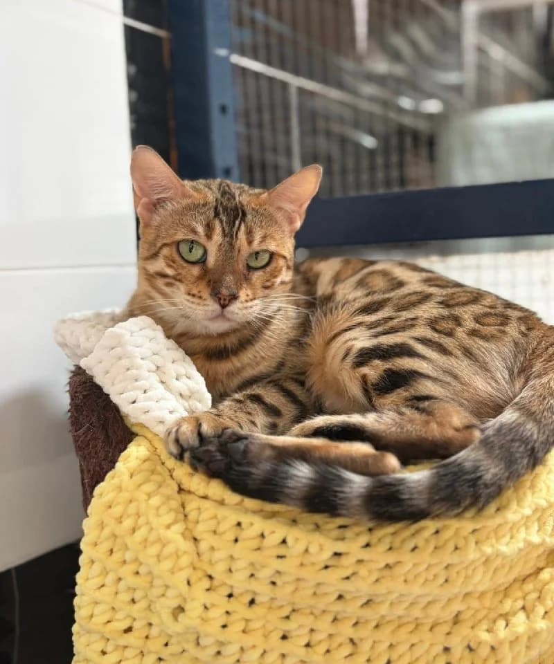 Kalahari, female young Bengal for adoption at ACE / SHIN (Animal Care Espana)