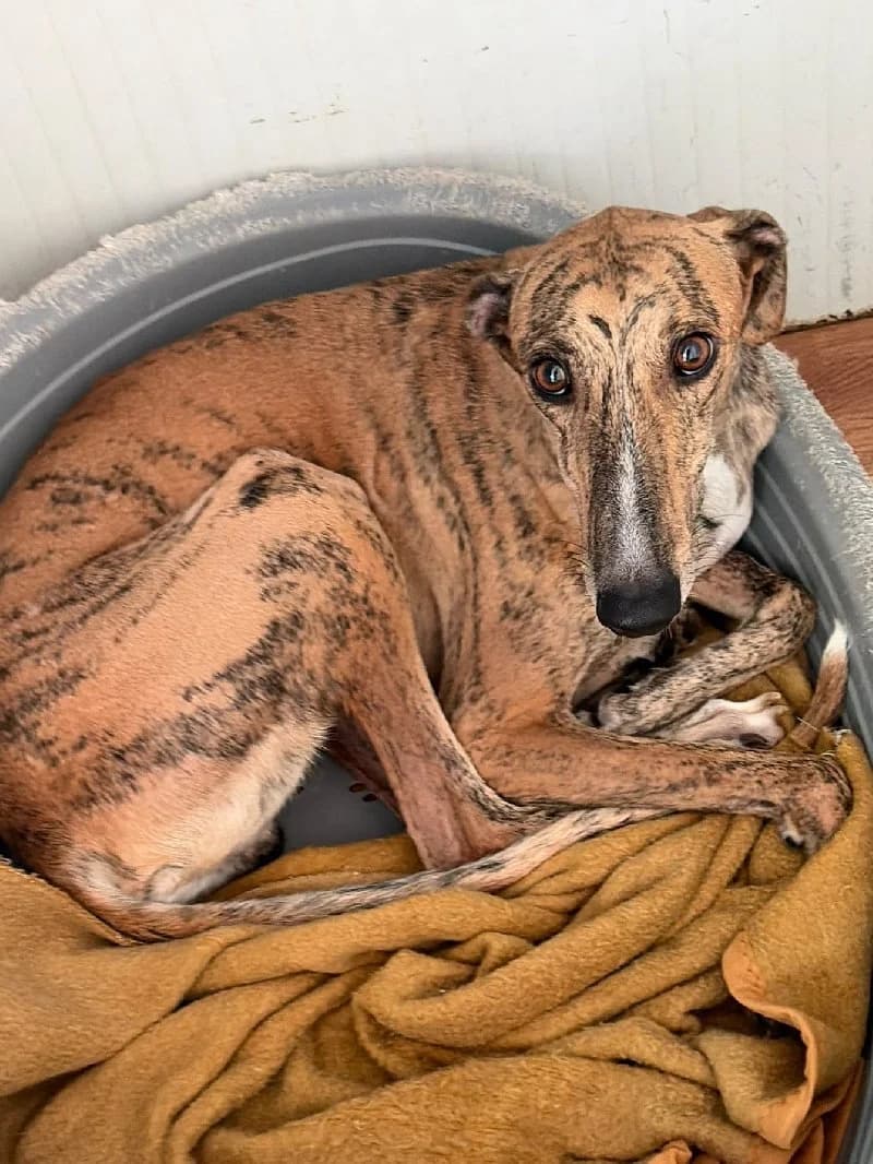 Orus, male young Galgo Español for adoption at ACE / SHIN (Animal Care Espana)