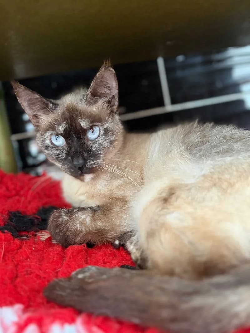 Pippa, female young European Shorthair for adoption at ACE / SHIN (Animal Care Espana)