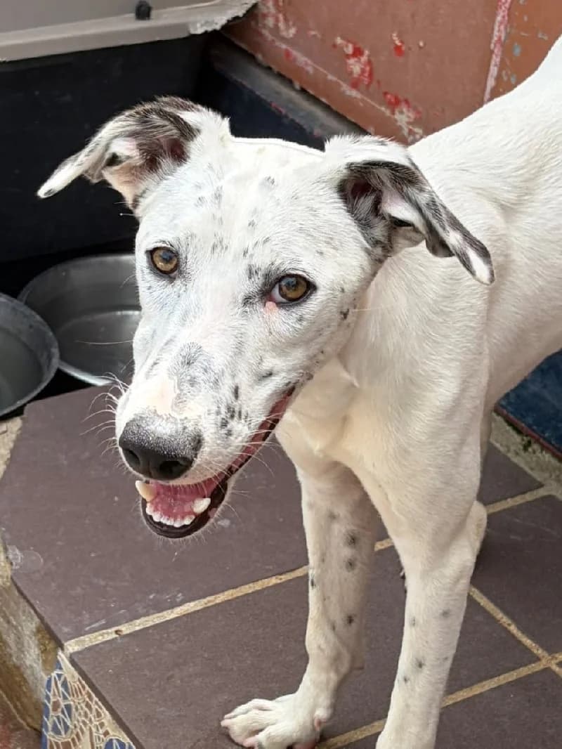 Icon, male puppy mixed breed for adoption at ACE / SHIN (Animal Care Espana)