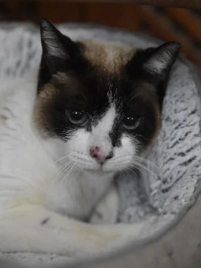 Fiorella, female 6yo European Shorthair for adoption at ACE / SHIN (Animal Care Espana)