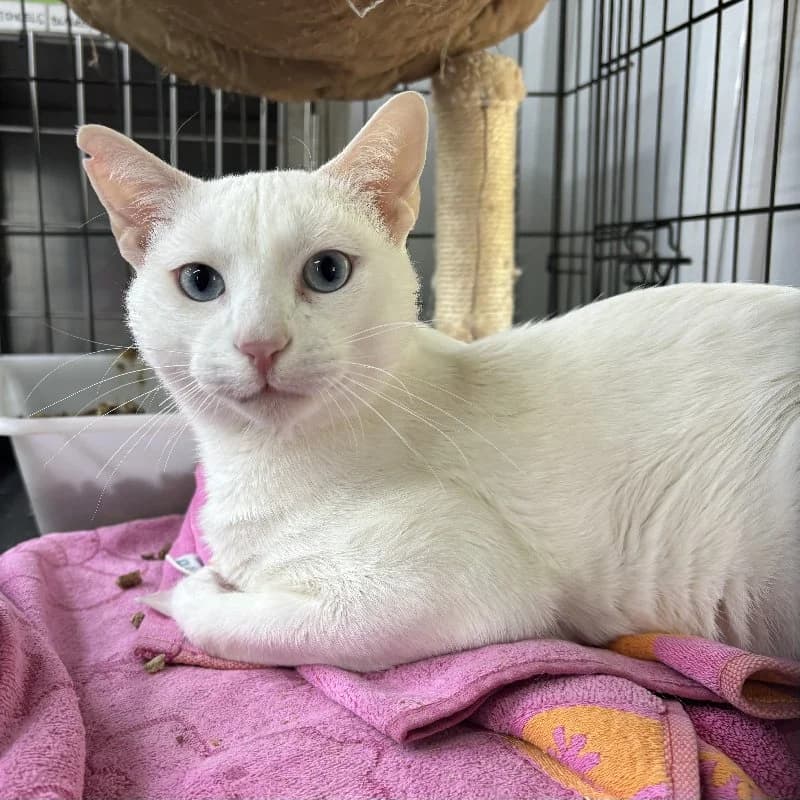 Nievo, male 3yo European Shorthair for adoption at ACE / SHIN (Animal Care Espana)