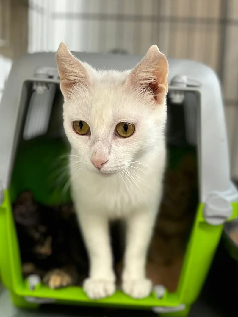 Fresa, female 4yo European Shorthair for adoption at ACE / SHIN (Animal Care Espana)