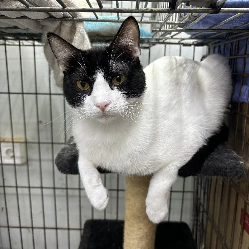 Bandit, male young European Shorthair for adoption at ACE / SHIN (Animal Care Espana)