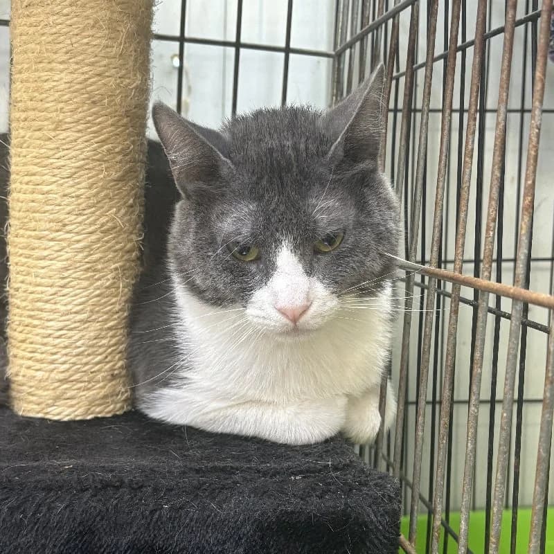Burglar, male young European Shorthair for adoption at ACE / SHIN (Animal Care Espana)