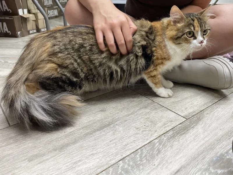 Snooth, female young European Shorthair for adoption at ACE / SHIN (Animal Care Espana)