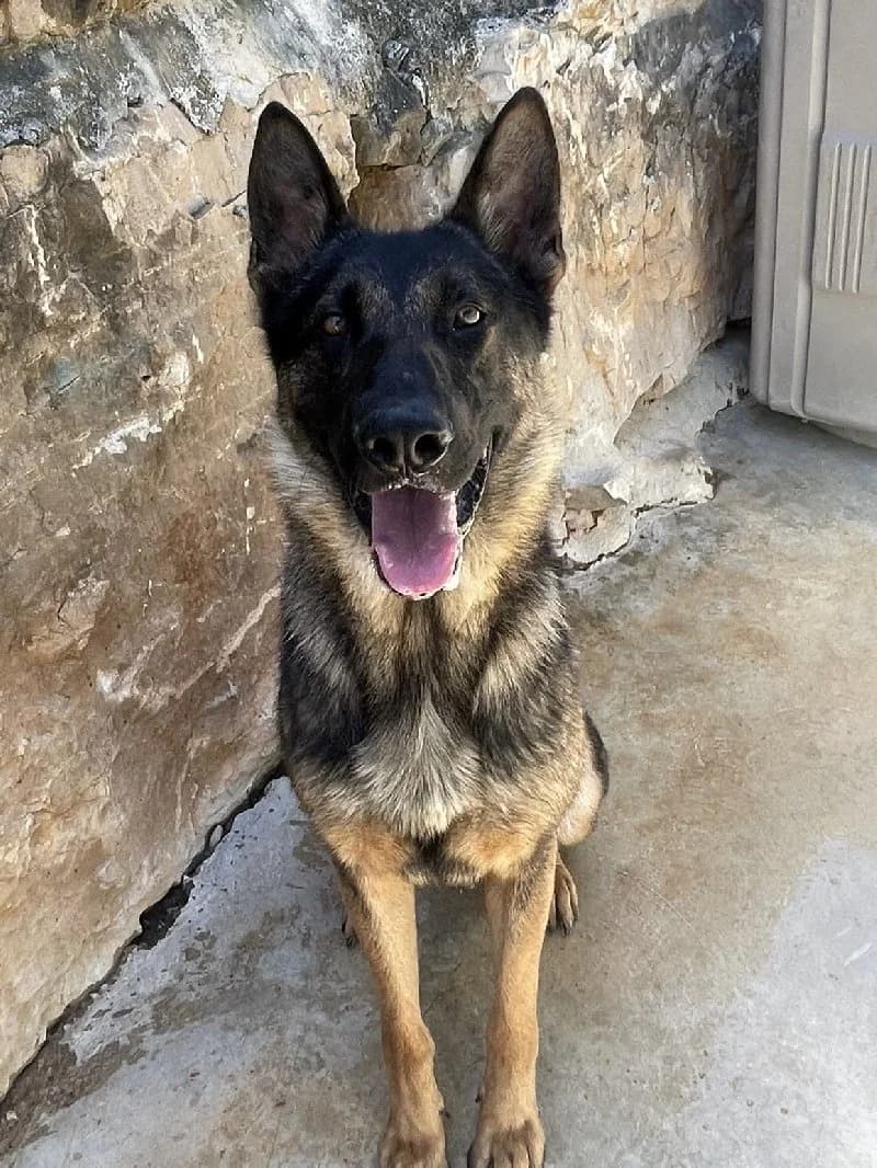 Wolf, male young German Shepherd for adoption at ACE / SHIN (Animal Care Espana)