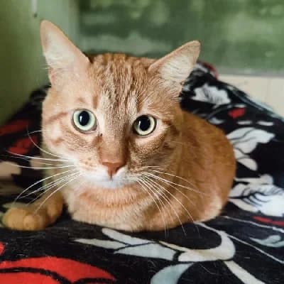 Arturo, male young European Shorthair for adoption at ACE / SHIN (Animal Care Espana)