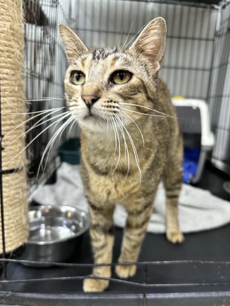 Juliana, female 4yo European Shorthair for adoption at ACE / SHIN (Animal Care Espana)