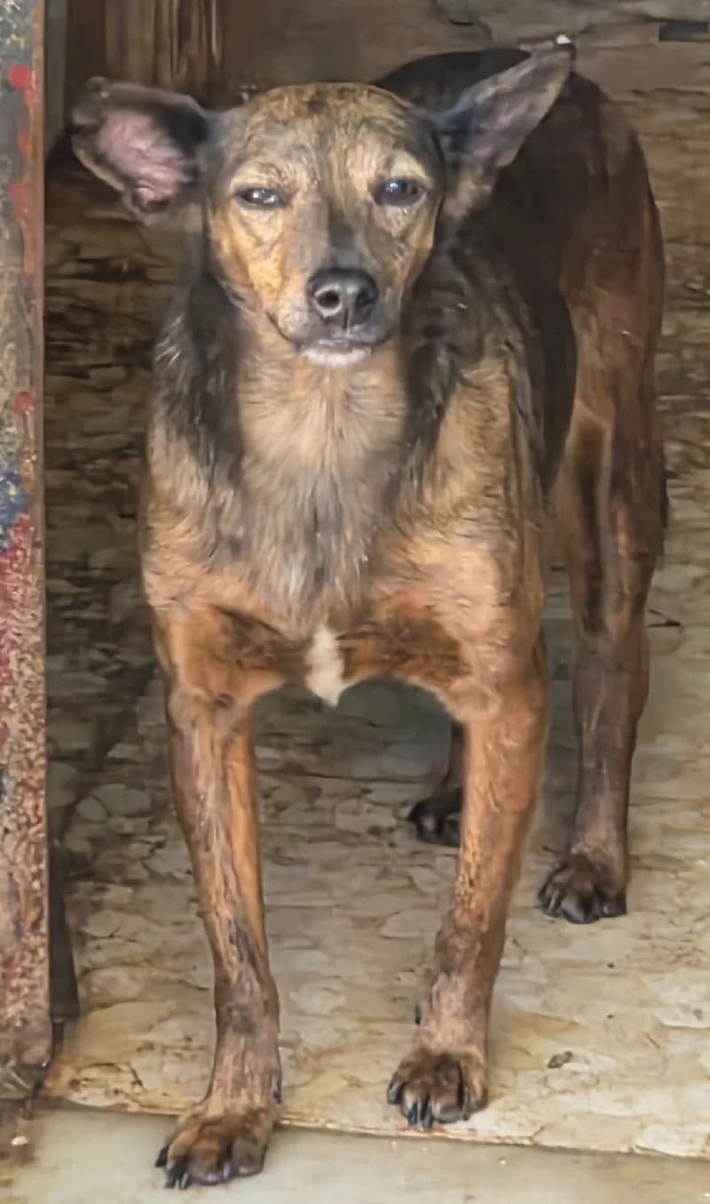 Torbellino, male young mixed breed for adoption at ACE / SHIN (Animal Care Espana)